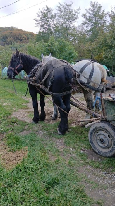 Vând armăsar ,.,
