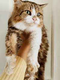 Породистый сибирский кот в добрые руки