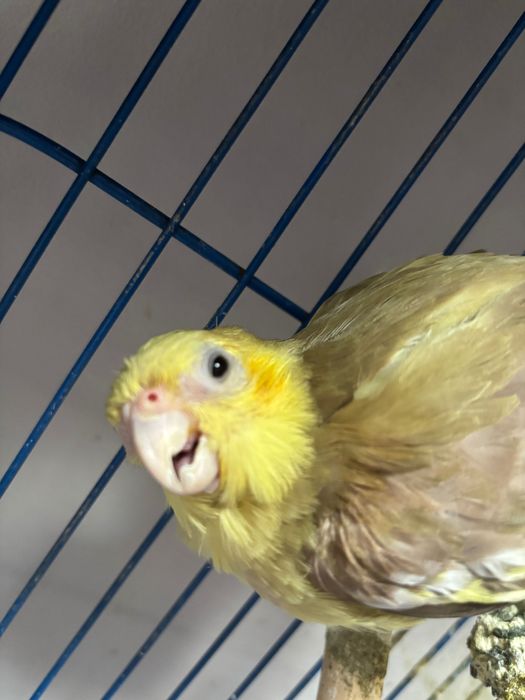 корелла попугай, с клеткой