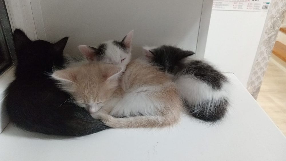 Котята ищут дом!!