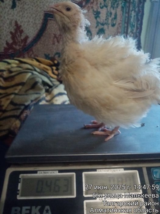 Препелка породы Техас