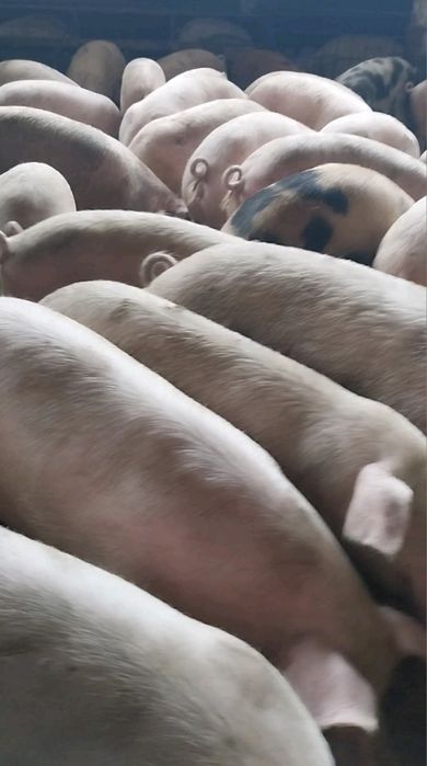 Продавам Бели Домашни Прасета