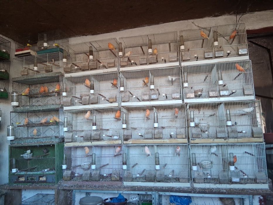 Vând 30 de canari