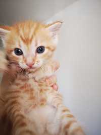 Рыжее золото мальчик котенок