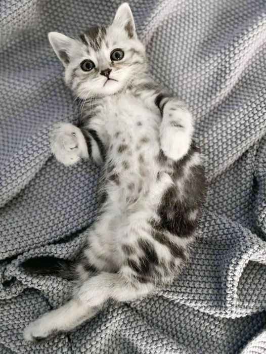 Шотландские котята мрамор вискас