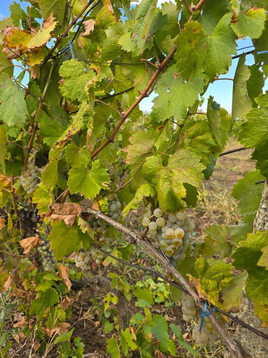 mustoasa de maderat Struguri pentru vin și tuica