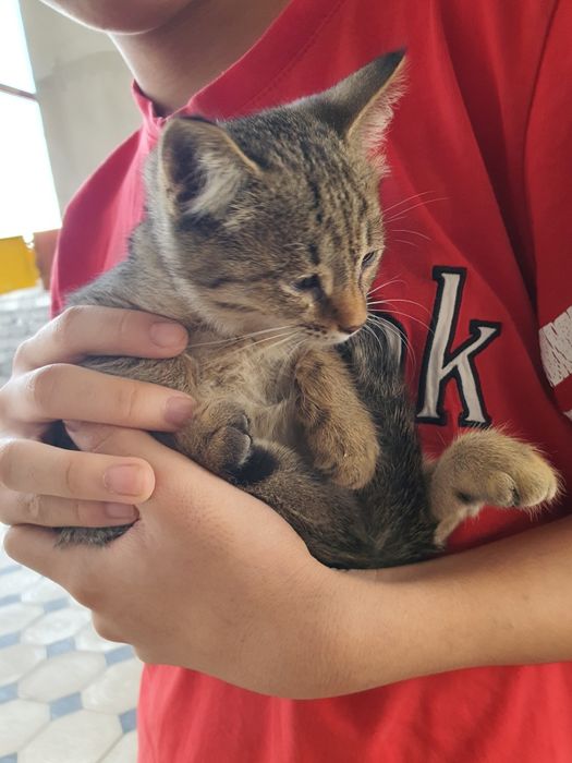 Отдам котят бесплатно в добрые руки