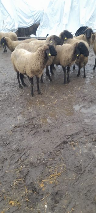 Vând 10 oi gestante