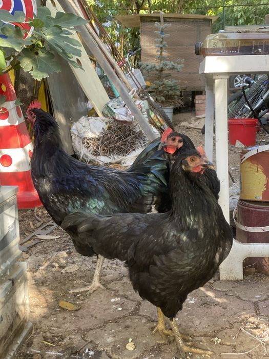 Australorp, gaina.