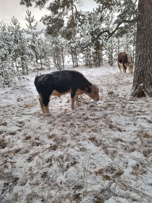 Бык обмен белоголовый на быка