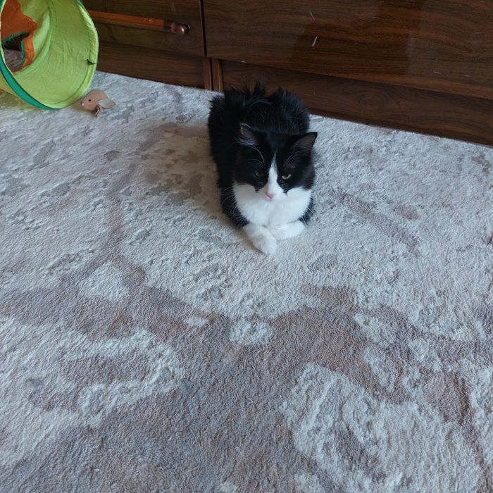 подарю симпатичную кошечку