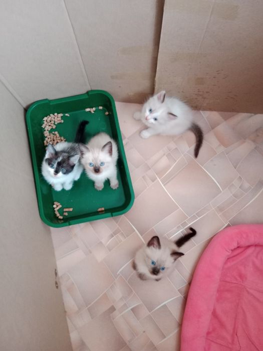 Отдам в добрые руки котят!