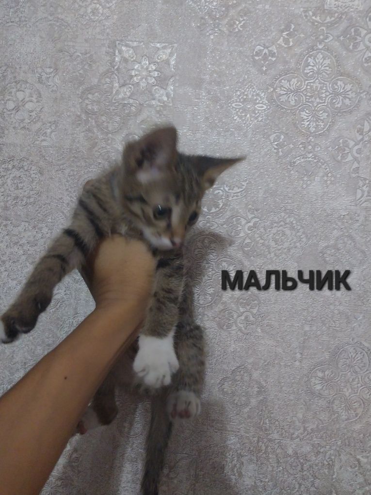 Котята в добрые руки