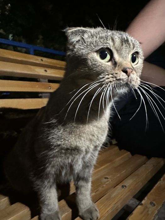 Кот шотландский вислоухий