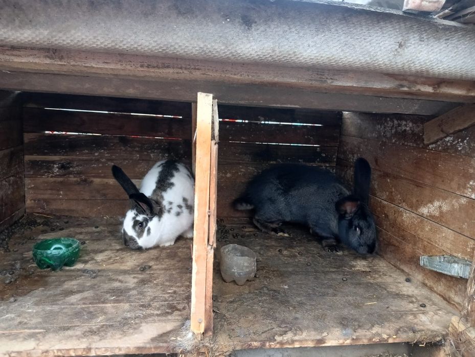 De vânzare 3 iepuroaice