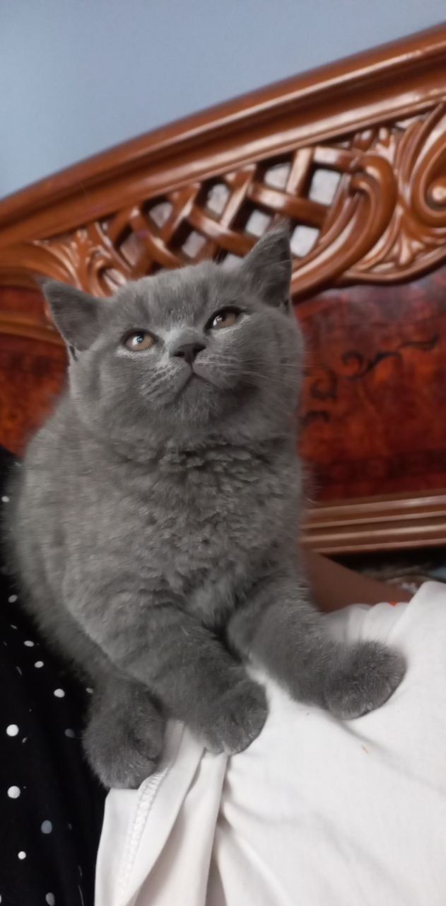 Скоттиш стайт сотилади