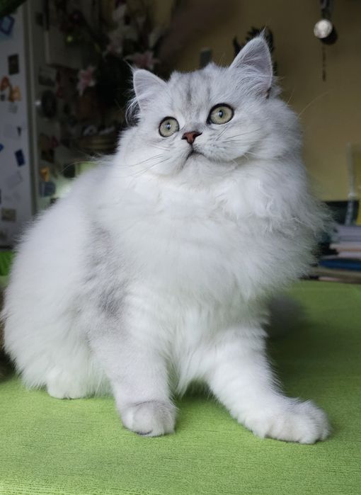 Британски дългокосмести котенца