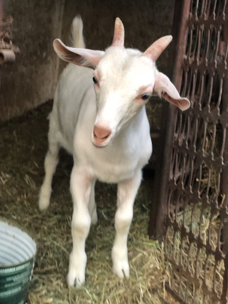 Vând țap Sannen.