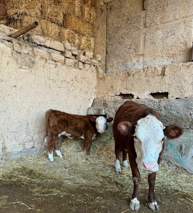 Герефорд gereford сигир боласи билан