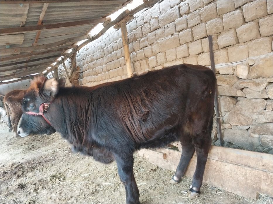 Ona bola sigir 10 litr