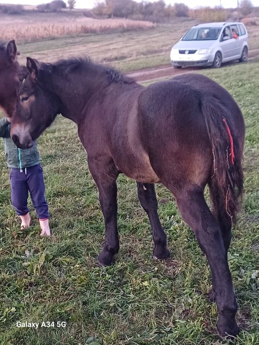 Manze de vanzare de 6 luni