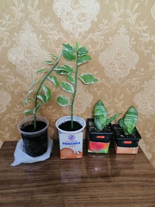 Продам щучий хвост