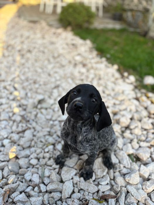 Pui brac german din parinti cu pedigree