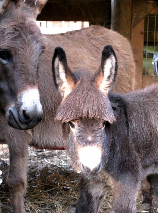 Магарешко мляко София