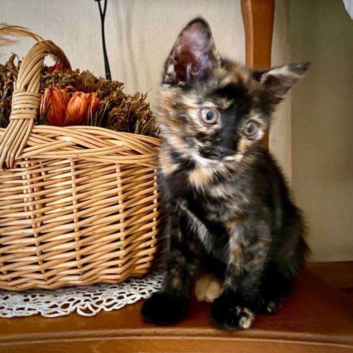 Подарявам домашно женско костенуркаво коте Ash