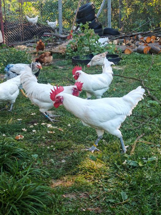 La Bresse / cocoși tineri din rasa La Bresse