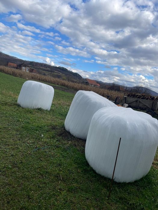 Baloti de lucerna infoliati