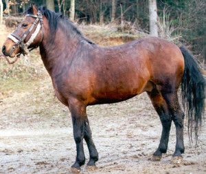 Откормленные лошади для согым