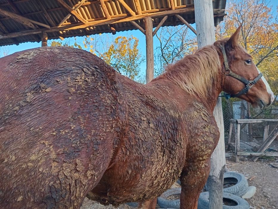 Mânz de un an și 4 luni