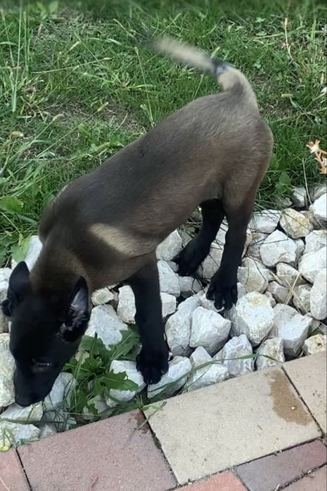 Ciobanesc belgian malinois