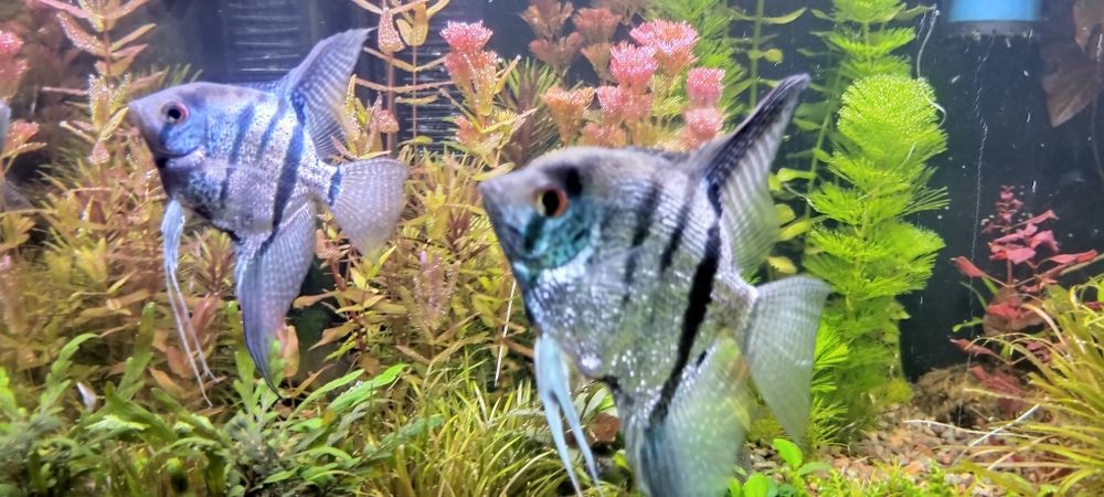 Продам аквариумных рыбок