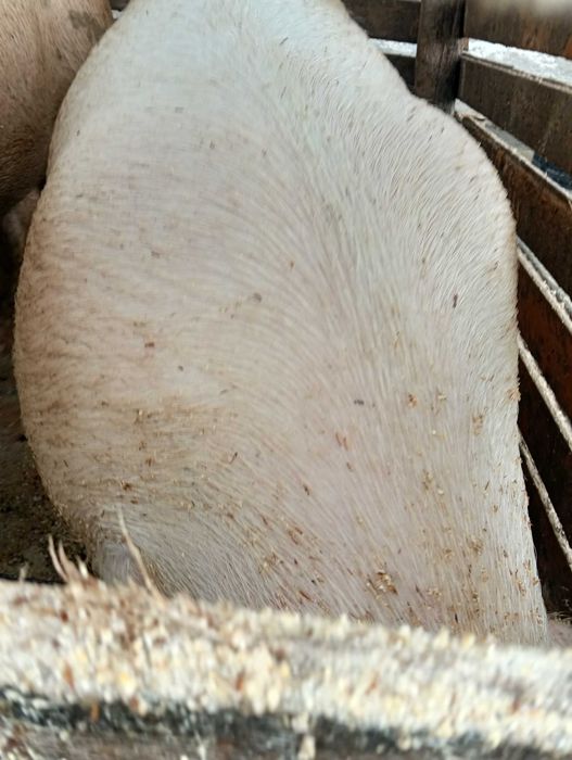 Прасета мъжки скопени