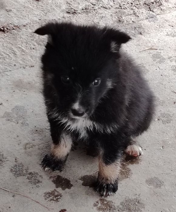 Продам 8 хорошенький щенков