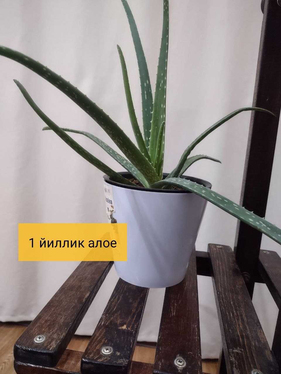Алое гул сотилади