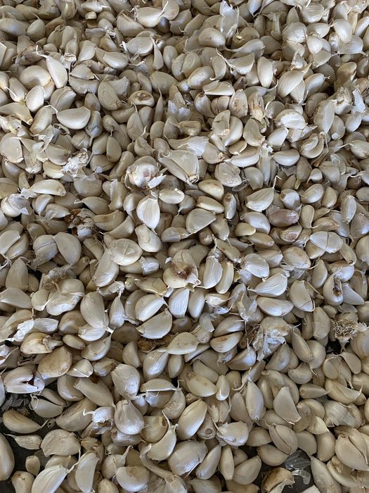 Vand usturoi de pus in pamant