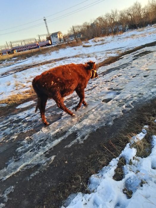 Бычок 11 месячный