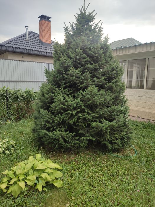 Продам Садовую Пушистую Елку. Высотой 3 метра. Самовывоз. Торг