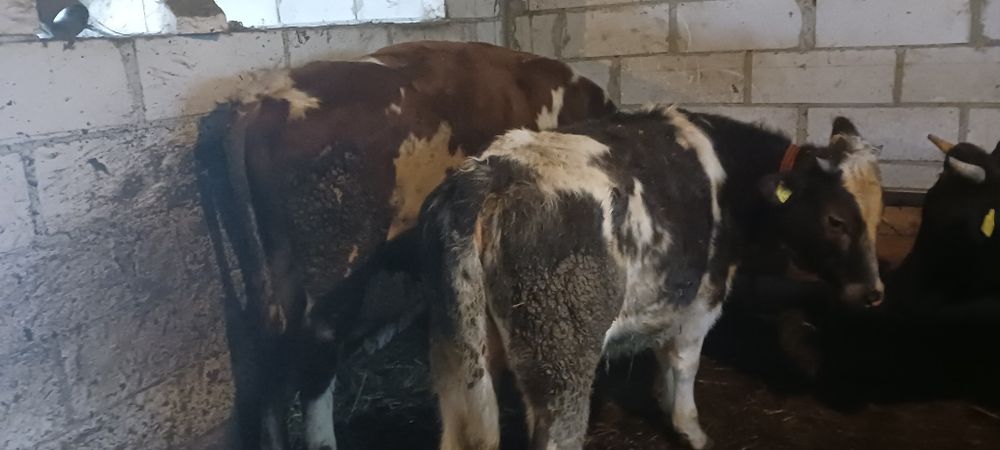 Junica  si taur de monta sau sacrificat