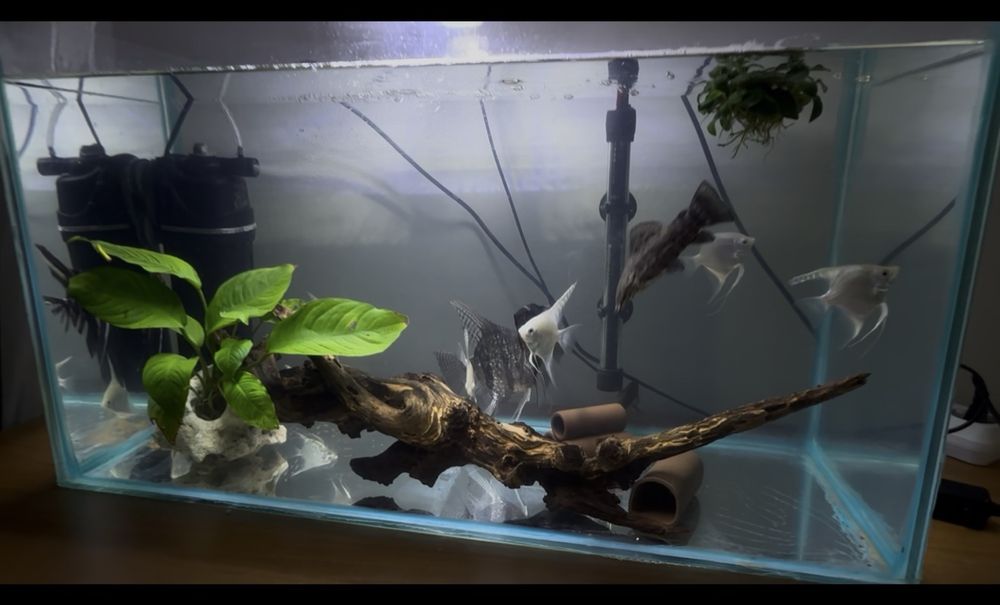 Acvariu de vanzare  !