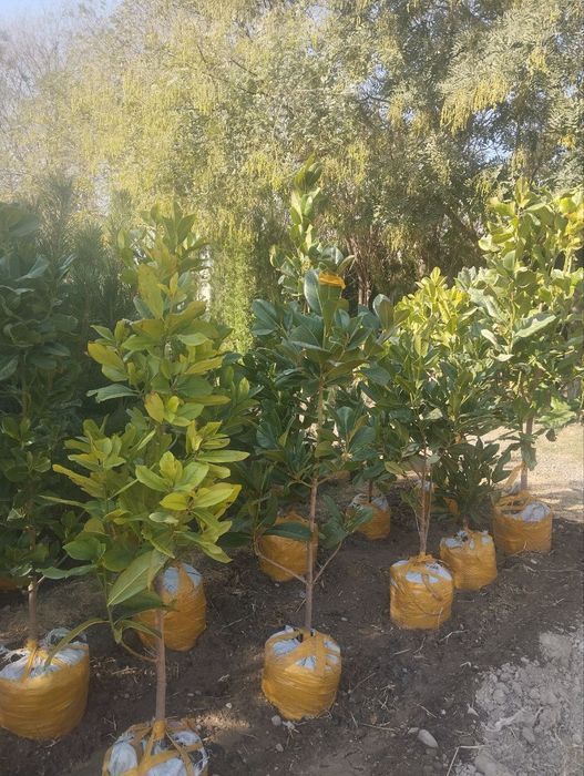 Xar xil turdagi archa va gullar