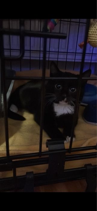 ofer spre adoptie 3 motanii