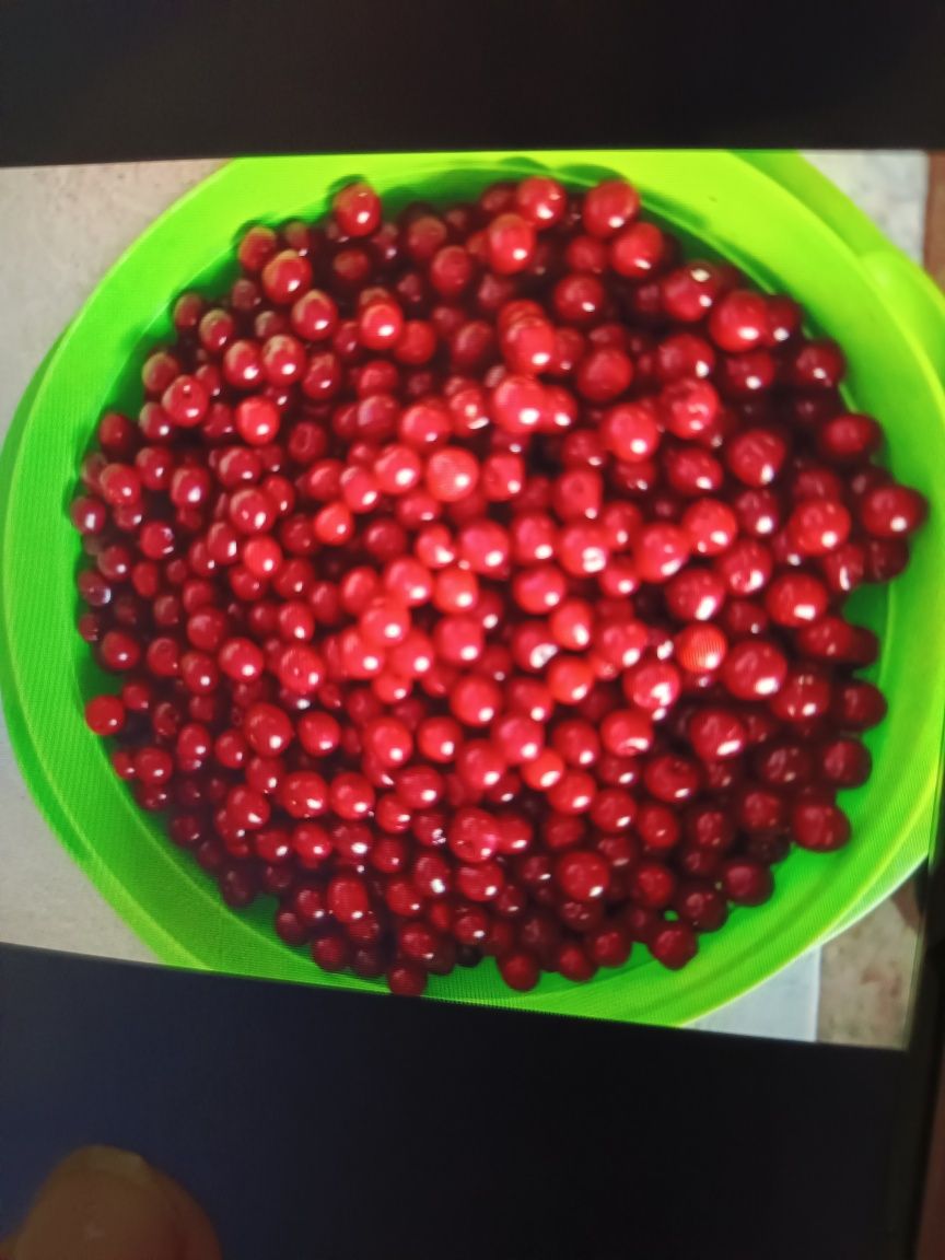 Продам домашнюю вишню