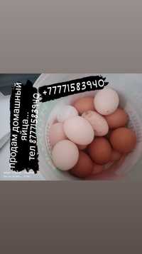 домашный яйца продам