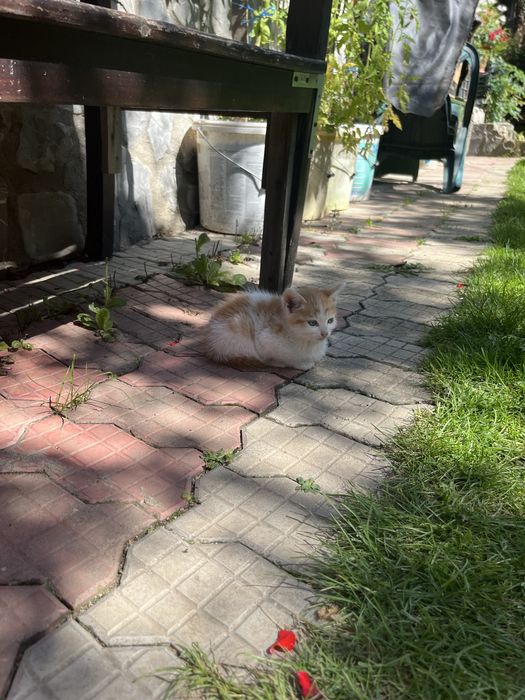 Pisicuțe gratuite pentru adopție responsabilă