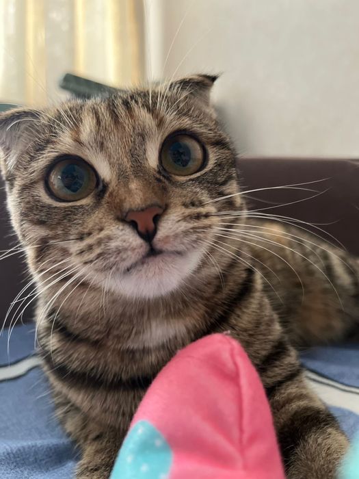 Мысык отдаю даром