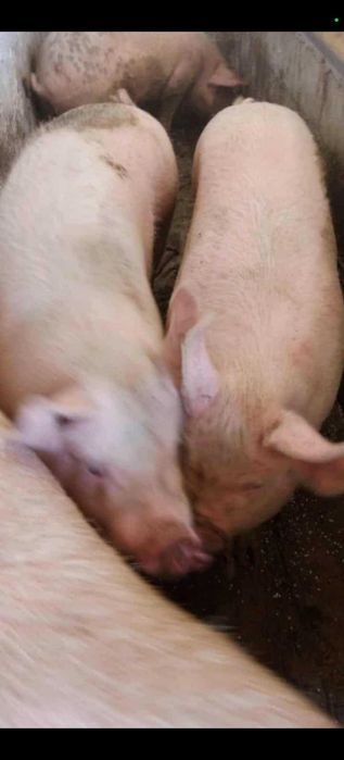 Прасета различни килограми